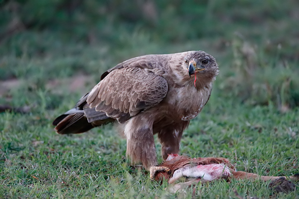 Comiendo una gacela.